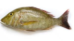 Emperor Fish
